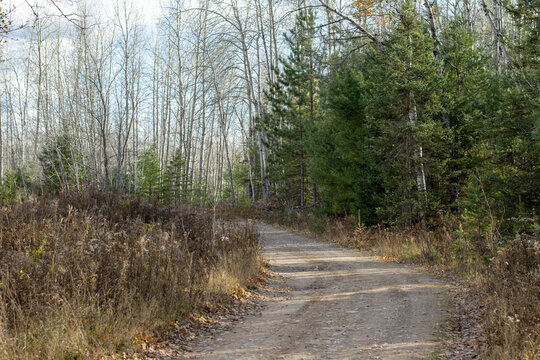 A curving dirt road in the forest lined with pine trees on a sunny day in fall