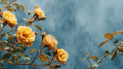Yellow Roses on Blue Gray Background