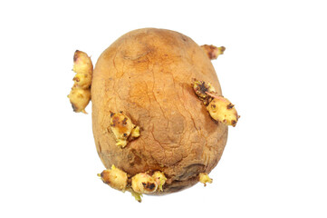 Potato sprouts are new plant shoots emerging from a potato's eyes or buds, which is a natural part of its life cycle for regeneration, a sign that the potato is aging and the growth is stimulated