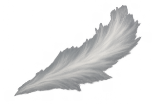 White feather floating smoothly, symbolizing lightness, freedom, softness, and purity, with a transparent background