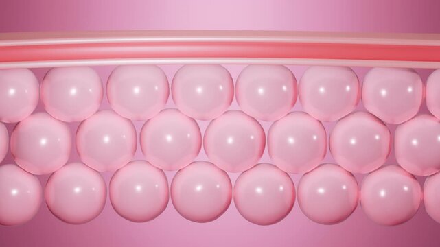 3D animation showing pink skin layers. cosmetic explainer, skincare science, representing hydration, rejuvenation, advanced skincare absorption for enhanced beauty and wellness, and anti-aging product