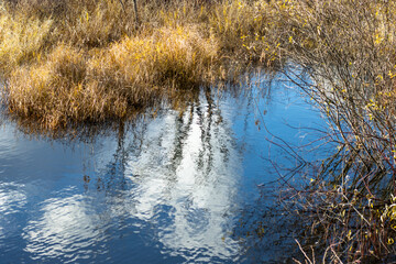 A reflective pool in a slow-moving stream in the wetlands during autumn