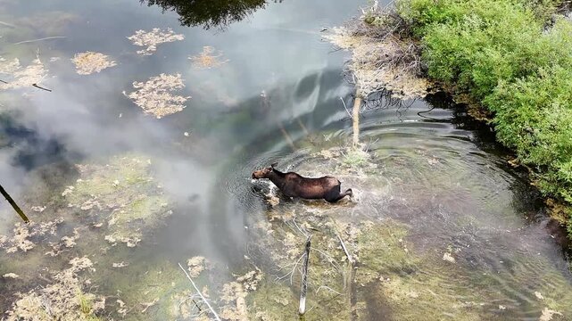 An aerial view captures a moose gracefully swimming through a shallow, murky body of water, its head above the surface as it navigates the aquatic environment in Canada