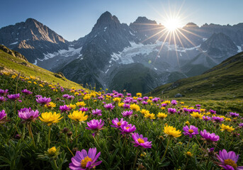 Obraz premium Wildflowers in full bloom on alpine meadow with rugged mountain peaks and sunrise casting warm light over scenic landscape
