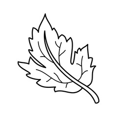Maple Leaf Icon