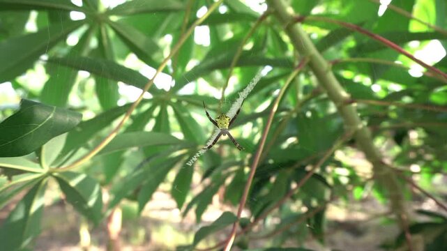 Spiders of the genus Argiope are waiting for prey in their webs