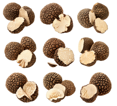 Set of summer truffles Burgundy isolated on white transparent background, great for culinary and gourmet themes