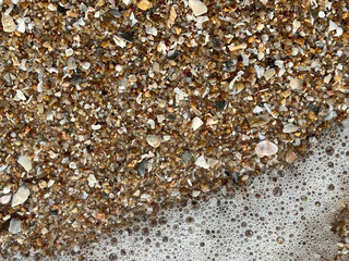 sea shells background