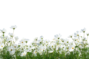 White cosmos flowers, green grass, black background