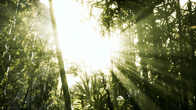 Sunlight streams down through a dense growth of bamboo, illuminating the serene forest with warm rays. The natural beauty evokes a feeling of peace and calmness among the greenery.