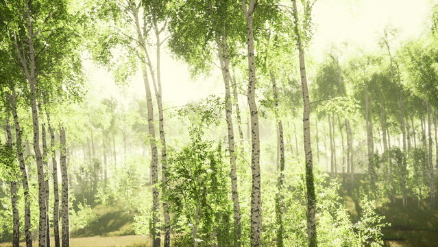 Tall birch trees stand majestically in a vibrant forest, as the early morning sun filters through the leaves, casting a gentle glow on the lush undergrowth, creating a peaceful atmosphere.