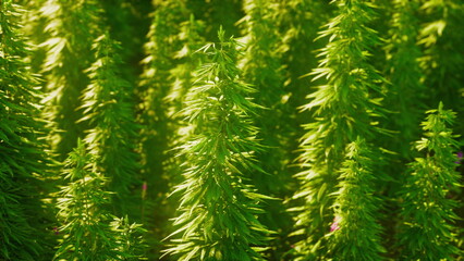 Rows of healthy cannabis plants stretch towards the sunlight, showcasing vibrant leaves and dense foliage. The scene captures growth, vitality, and the beauty of nature’s bounty in a tranquil setting.