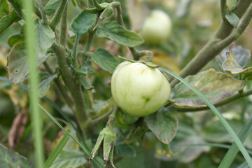 Green unripe Tomato, Green tomatoes plantation. Organic farming, young unripe tomato plant growth in greenhouse, Fresh green unripe tomatoes growing in the garden, Vegetable plantation with tomatoes
