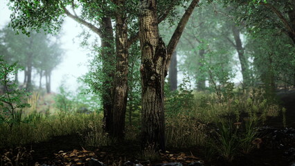 Morning mist envelops a serene forest, where tall trees stand amidst vibrant green foliage. The peaceful atmosphere invites nature lovers to wander and explore the calm surroundings.