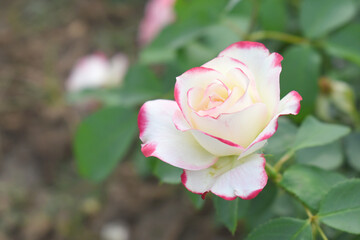 Beautiful pink white rose flower closeup in garden, A very beautiful pink white rose flower bloomed on the rose tree, Rose flower closeup, bloom flowers, Natural spring flower floral background