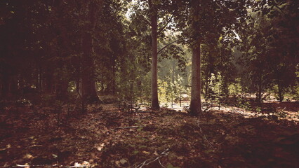 Dappled sunlight streams through the canopy of tall trees, illuminating a serene forest. Leaves cover the ground, creating a tranquil atmosphere filled with natures beauty.