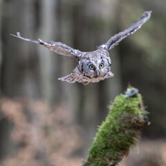 Boreal Owl in flight, Aegolius funereus, Highlands, Czech republic