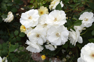 Beautiful white rose flower closeup in garden, A very beautiful white rose flower bloomed on the rose tree, Rose flower closeup, bloom flowers, Natural spring flower, Natural floral background,