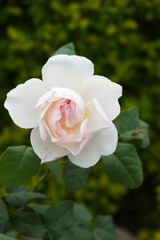 Beautiful white rose flower closeup in garden, A very beautiful white rose flower bloomed on the rose tree, Rose flower closeup, bloom flowers, Natural spring flower, Natural floral background,