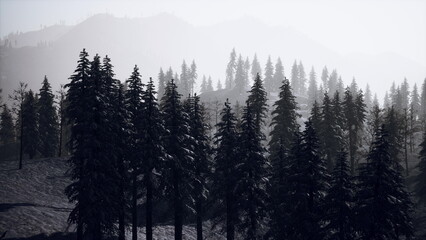 Fototapeta premium In a serene winter scene, tall pine trees loom in silhouette against a misty backdrop of mountains. The tranquil atmosphere captures the beauty of a crisp morning in nature.