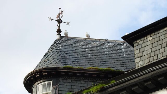 Seagulls Perched on Historic Slate Roof in Scottish Village