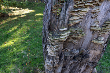 Close-Up of Shelf Fungi on Old Tree Trunk in the Woods
