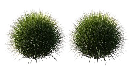 Obraz premium Two clumps of green grass isolated on white background for landscaping and garden design