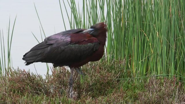 Glossy ibis // Brauner Sichler (Plegadis falcinellus)