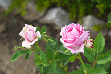 Beautiful pink rose flower closeup in garden, A very beautiful pink yellow rose flower bloomed on the rose tree, Rose flower closeup, bloom flowers, Natural spring flower floral background