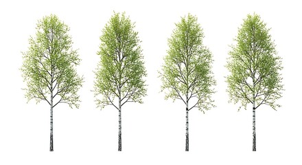 Four birch trees with fresh green leaves isolated on white background for landscape design elements
