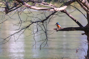 A vibrant kingfisher perched on a branch overlooking a calm river, captured in natural light. The colorful bird’s feathers contrast beautifully with the soft background