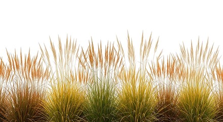 Obraz premium Ornamental grasses with golden seed heads isolated on white perfect for landscaping and garden desig