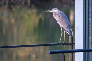 A detailed close-up of a grey heron standing gracefully on a wooden fence beside a calm river. The majestic bird’s elegant feathers and long neck reflect its natural poise and beauty.