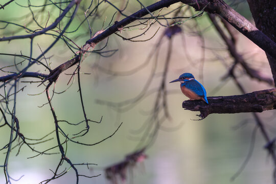 A vibrant kingfisher perched on a branch overlooking a calm river, captured in natural light. The colorful bird’s feathers contrast beautifully with the soft background - Powered by Adobe