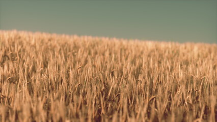A lush field of golden wheat sways gently in the warm breeze under a bright blue sky. The sun sets, casting a warm glow over the landscape, creating a peaceful scene of natures beauty.