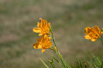 yellow daylilies in the field
