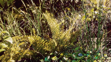 Vibrant green ferns and tall grasses grow together in a rich natural setting. Sunlight filters through the leaves, creating a peaceful and serene atmosphere in the wild.