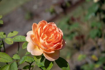orange rose flower