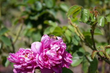 keeper of the pink rose