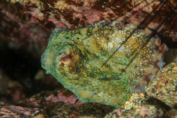 An octopus camouflages itself and assumes a defensive posture in the presence of a stranger under...