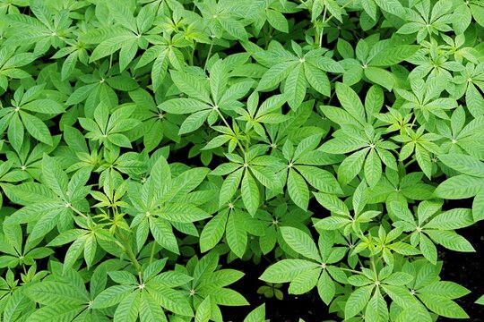 Spider plant or Pink queen (Cleome houtteana) leaf plant background