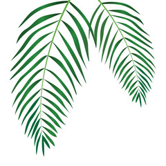 decorative coconut leaf element vector design template