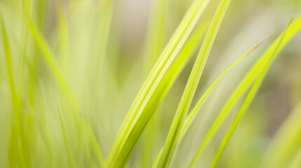 shallow. Fresh spring grass blades highlighted by sunlight with a soft, blurred effect. travel magazines, destination branding, designed for outdoor magazines and nature guides.