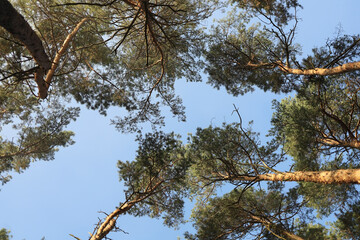 Upward perspective through a pine tree canopy under a clear blue sky