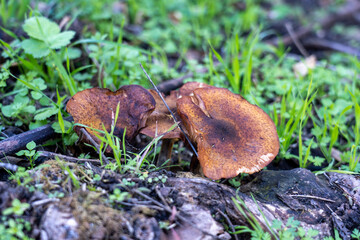 Cluster of Tiny Mushrooms Growing in Wild Grass