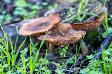 Cluster of Tiny Mushrooms Growing in Wild Grass