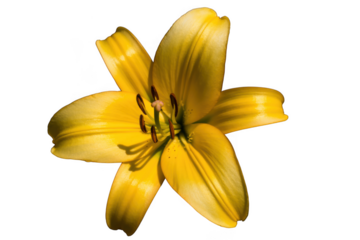 Yellow lily flower isolated on transparent background