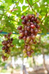 Grape clusters in a vineyard in Thailand