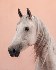 Elegant Portrait of a White Horse against a Soft Peach Backdrop