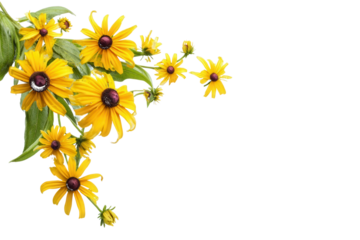 Cluster of yellow Black- Eyed Susans with leaves black-eyed susans isolated on a transparent background